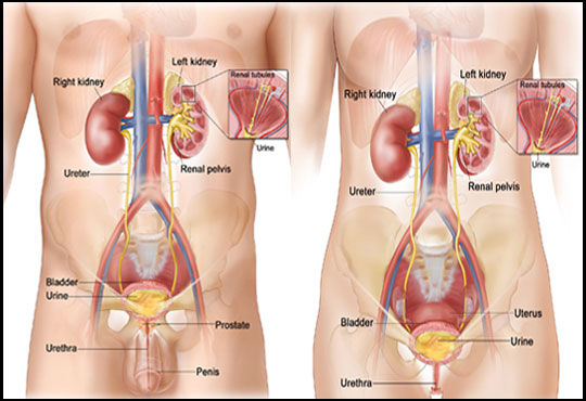 Bladder Cancer