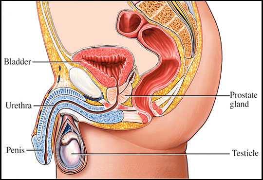 Prostate Enlargement