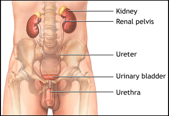 Urinary Infection
